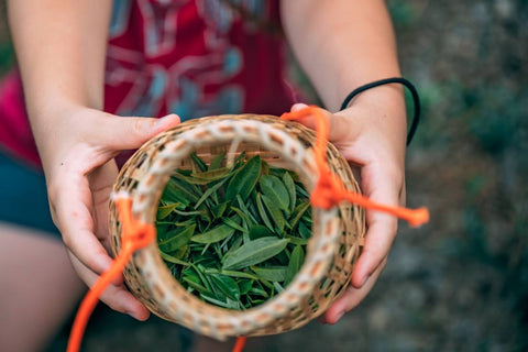 How Inherigin and Other Sustainable Tea Brands Support Eco-Friendly Farming Practices